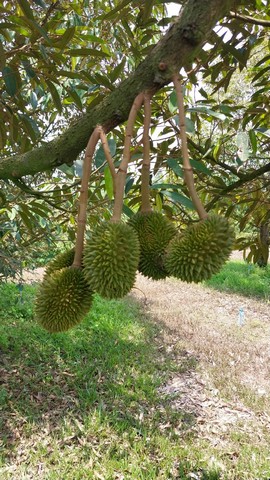 ขายด่วน สวนทุเรียน ตำบลนายายอาม อำเภอนายายอาม จังหวัดจันทบุรี