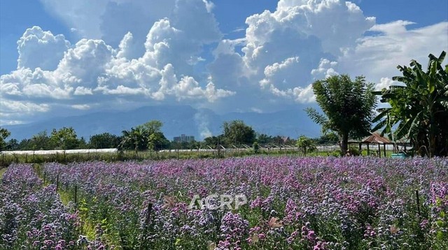 ขายที่ดินแปลงสวย วิวดอยสุเทพ อ.แม่ริม จ.เชียงใหม่ ขนาด 320 ตร.ว.