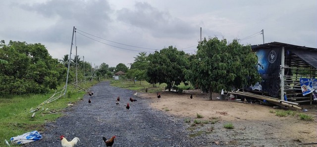 ขายที่ดินสวนลำไย มีน้ำไฟพร้อม ติดถนนคันคลองชลประทาน ตำบลทุ่งต้อม อำเภอสันป่าตอง จังหวัดเชียงใหม่