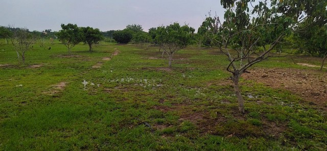 ขายที่ดินสวนลำไย มีน้ำไฟพร้อม ติดถนนคันคลองชลประทาน ตำบลทุ่งต้อม อำเภอสันป่าตอง จังหวัดเชียงใหม่