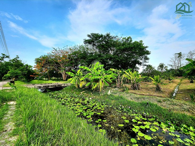 ขายที่ดินในโครงการบ้านสวนขวัญ นครชัยศรี นครปฐม  เหมาะ ปลูกบ้านสวน ทำเกษตรพอเพียง บรรยากาศดี  ซื้อไว้อยู่ในยามเกษียณได้ค่ะ