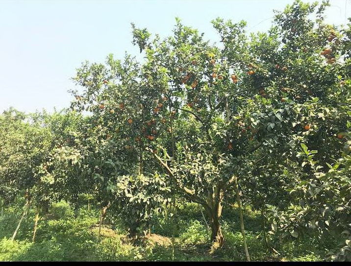 ขายสวนส้ม 1000 ไร่พร้อม ระบบน้ำ   และเสาไฟฟ้าแรงสูง พร้อมผลส้มพร้อมขาย