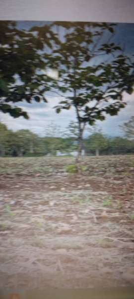sell vacant land 99 rais The lowest price accurate title deed