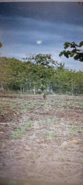 We sell vacant land 99 Rais The lowest price very cheap, special with accurate title