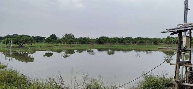 ขายด่วนที่ดินสวนลำไย มีน้ำไฟพร้อม ติดถนนคันคลองชลประทาน ตำบลทุ่งต้อม อำเภอสันป่าตอง จังหวัดเชียงใหม่