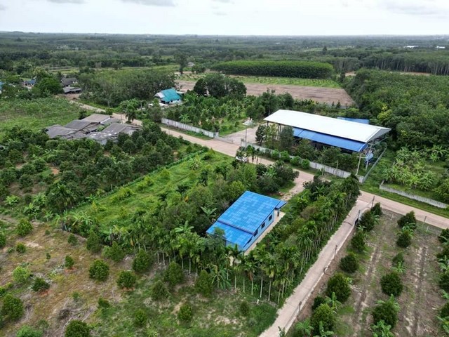 ขายด่วนบ้านใหม่ไม่มีคนอยู่พร้อมสวนทุเรียน2ไร่ขาย3.9ล้าน เขตแกลง จ.ระยอง