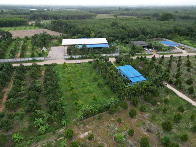 ขายด่วนบ้านใหม่ไม่มีคนอยู่พร้อมสวนทุเรียน2ไร่ขาย3.9ล้าน เขตแกลง จ.ระยอง