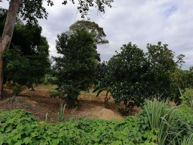 ขายที่ดินที่ทำการเกษตรพร้อมบ้าน โฉนดครุฑแดง สามารถปลูกเป็นบ้านพัก หรือ รีสอร์ทได้ อ.บ้านลาด จ.เพชรบุรี