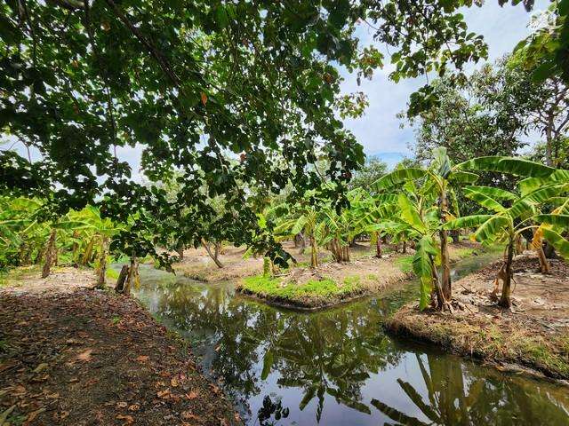 ขายที่ดินติดถนนเรียบคลอง 11 หนองเสือ 10 ไร่ เหมาะทำบ้านสวน ทำการเกษตร-ทำนา-ทำสวน ทำฟาร์มเล็กๆ ไว้อยู่ยามเกษียณ หรือซื้อเก็บไว้เก็งได้เลยค่ะ