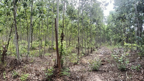 ขายที่ดินพร้อมสวนป่ายูคาลิปตัส 20-0-18 ไร่ (2แปลงติดกัน) หน้ากว้าง 117 เมตร ลึก 290 เมตร ติดถนนสาธารณะ ต้นยูคาลิปตัส อายุ 3 ปี