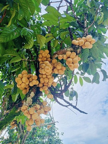 ที่สวนติดลำธารสาริกา นครนายกเดินทางสะดวก มีผลไม้และต้นไม้ใหญ่ให้ความร่มเงา แบ่งขาย 3 แปลง 9,500/ตรว.