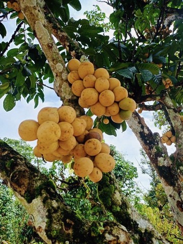 ที่สวนติดลำธารสาริกา นครนายกเดินทางสะดวก มีผลไม้และต้นไม้ใหญ่ให้ความร่มเงา แบ่งขาย 3 แปลง 9,500/ตรว.