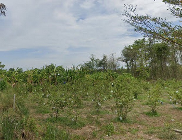 ขายที่ดินถมแล้ว พร้อมสวนมะนาว อ.หนองหญ้าปล้อง จ.เพชรบุรี 83-1-88.30 ไร่ (50,082,450 บาท)