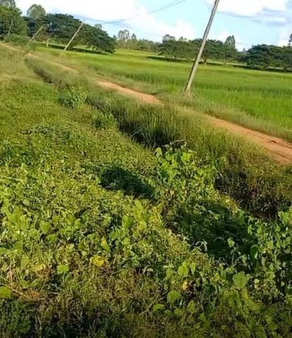 ที่ดิน ขายที่ดินทุ่งนา บ้านนาเพียง ต.สำราญ อ.เมืองขอนแก่น จ.ขอนแก่น ไม่ไกลจาก โรงเรียนบ้านนาเพียง 6200000 – 8 Rai 0 Ngan