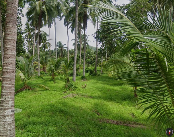 ที่ดิน ที่ดิน ทับสะแก ประจวบคีรีขันธ์ 800 Square Wah 7500000 – ราคาคุ้มสุดเวอร์ จุดเด่นของทรัพย์: ที่ดินเป็นสวนมะพร้าว แ