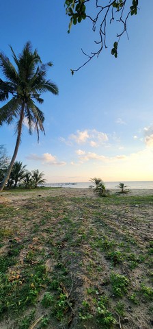 ขายที่ลดพิเศษดินชุมพร สวยถูกทำเลดี ติดทะเลเริ่มต้น 700,000 บ.