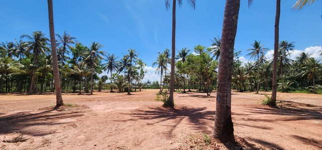 ขายที่ดินติดทะเลหาดคอสนชุมพรสะดวกติดถนนติดตัวเมือง ไร่ละ 3.5 ล้าน