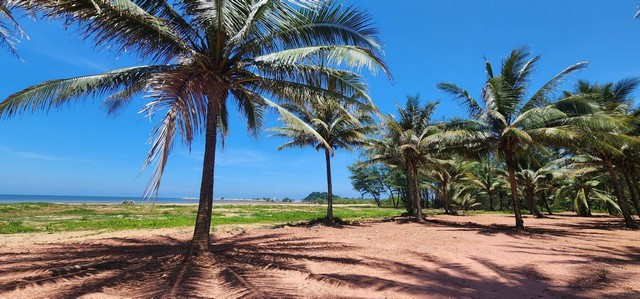 ขายที่ดินติดทะเลหาดคอสนชุมพรสะดวกติดถนนติดตัวเมือง ไร่ละ 3.5 ล้าน