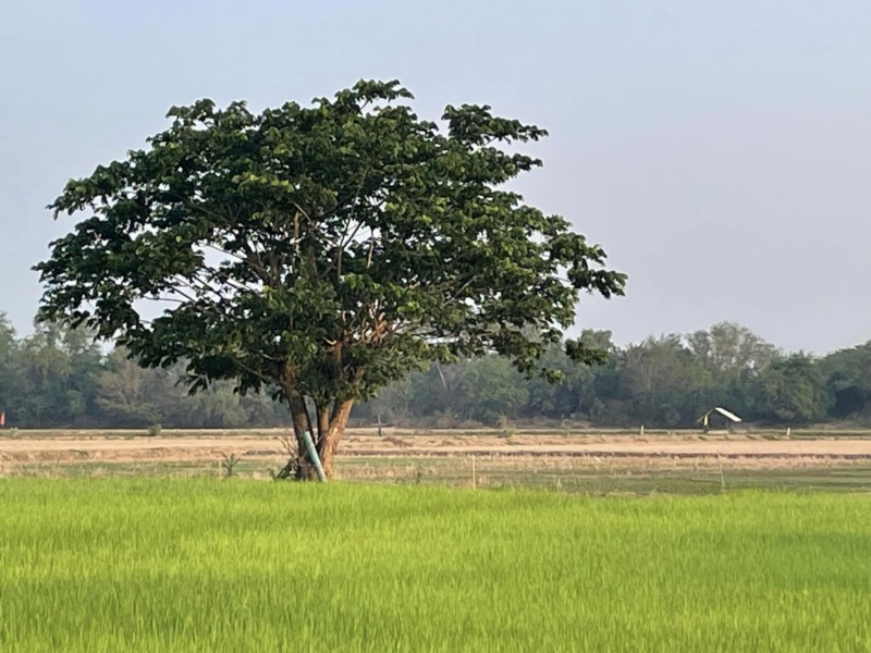 ขายที่ดิน ต.นายาง อ.ชะอำ จ.เพชรบุรี