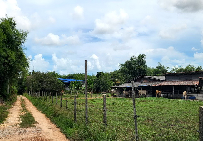 ขายที่ดิน เขายายดา ทางหลวงชนบท ถนนสุขุมวิท ตำบลตะพง อำเภอเมือง ระยอง