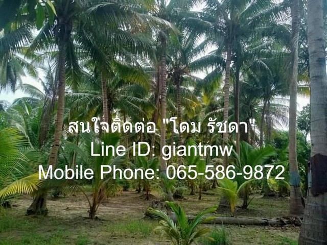 พื้นที่ดิน ที่ดิน ต.สามกระทาย อ.กุยบุรี จ.ประจวบคีรีขันธ์ 5 ไร่ 2 NGAN 20 SQ.WA 1900000 THAI BAHT ใกล้กับ อยู่ห่างองค์กา