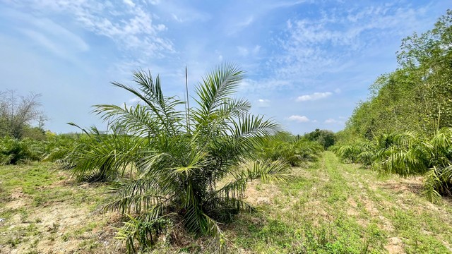 ที่ดิน สวนปาล์ม ปลวกแดง ระยอง ราคาถูก ให้ผลผลิตทันที 20 ไร่