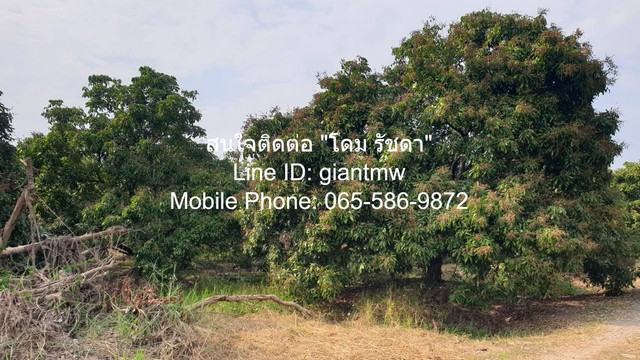 ขายที่ดินสวนลำไย ต.ขุนคง อ.หางดง จ.เชียงใหม่ (น.ส.4 จ) 2 ไร่, 2.5 ล้านบาท