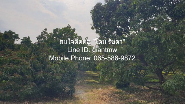 ขายที่ดินสวนลำไย ต.ขุนคง อ.หางดง จ.เชียงใหม่ (น.ส.4 จ) 2 ไร่, 2.5 ล้านบาท