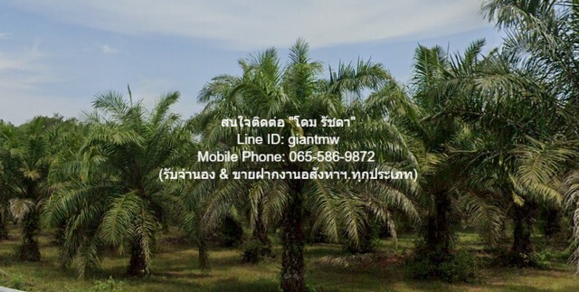 ขายที่ดินเปล่าสวนปาล์ม อ.ท้ายเหมือง จ.พังงา 36-2-23.4 ไร่ (ติดถนนเพชรเกษม), 2.5ล้านบาท/ไร่