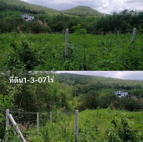 ขายที่ดินปากช่องติดวิหารเซียนและภูตะวัน 2 แปลง 3-1-57ไร่และ1-3-07ไร่ รวม 4ไร่ 64ตรว. ราคา6,500/วา (ถ้าซืัอภายในกย.67 ขายในราคาประเมินกรมที่ดิน 5,500) วิวติดภูเขาโครงการจัดสรร