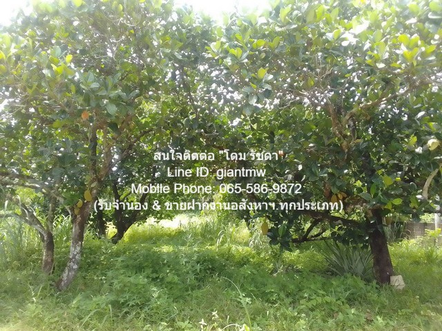 ขายที่ดินสวนผลไม้ปลอดสารพิษ (Organic) อ.ประจันตคาม จ.ปราจีนบุรี 57-0-90.4 ไร่, ราคา 57 ล้านบาท