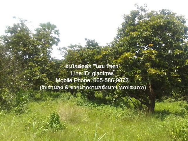 พื้นที่ดิน ขายที่ดินสวนผลไม้ปลอดสารพิษ (Organic) อ.ประจันตคาม จ.ปราจีนบุรี 57-0-90.4 ไร่, ราคา 57 ล้านบาท 57000000 BAHT.