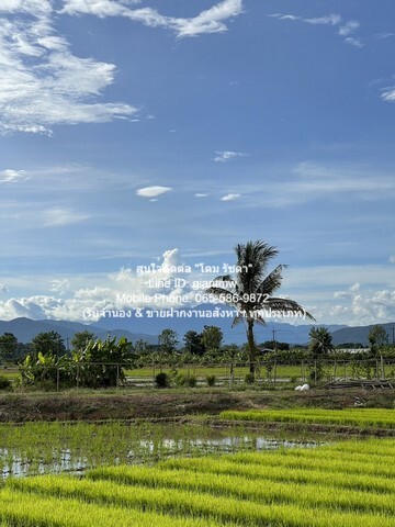 ขายบ้านไร่สวนกุหลาบ (ติดถนน, วิวทุ่งนา และดอยหลวงเชียงดาว) อ.แม่แตง จ.เชียงใหม่ 469 ตร.ว., 6.5 ล้านบาท