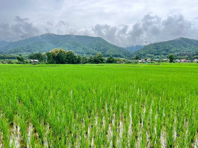 ที่ดิน…วิวดอยภูคา…ใกล้แหล่งชุมชน…ใกล้แหล่งท่องเที่ยว