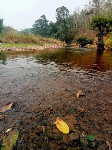 ขายที่ดินริมแม่น้ำน่าน สวนผลไม้ เงาะ อะโวคาโด้ บรรยากาศริมแม่น้ำน่าน