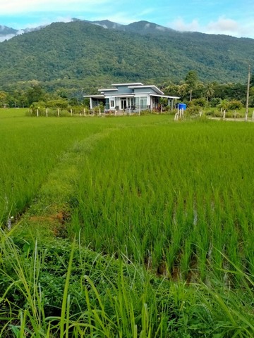 ที่ดินติดถนนใหญ่วิวดอยภูคา เหมาะสำหรับทำร้านคา คาเฟ่ ร้านอาหาร ฯลฯ