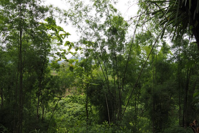 ที่ดินแปลงสวย…บนเนินสูงมองเห็นวิวภูเขาบรรยากาศสุดธรรมชาติ อ.ปัว