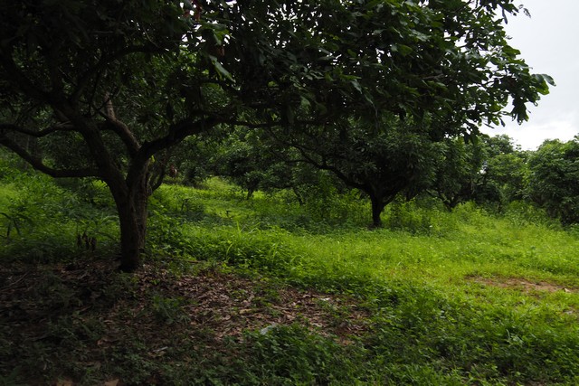 ที่ดินแปลงสวย…บนเนินสูงมองเห็นวิวภูเขาบรรยากาศสุดธรรมชาติ อ.ปัว