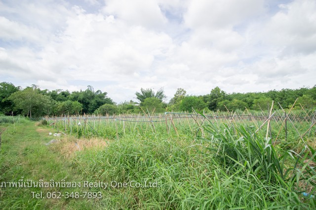 ขาย ที่ดิน สวนผึ้ง ถมแล้ว แปลงสวย ติดถนน ต.สวนผึ้ง อ.หนองพันจันทร์ จ.ราชบุรี