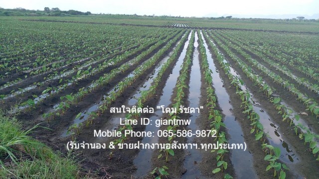 ขายที่ดินเพื่อการเกษตรกรรม 149-0-91.4 ไร่ ต.หนองแก อ.พระพุทธบาท จ.สระบุรี, ราคา 55 ล้านบาท