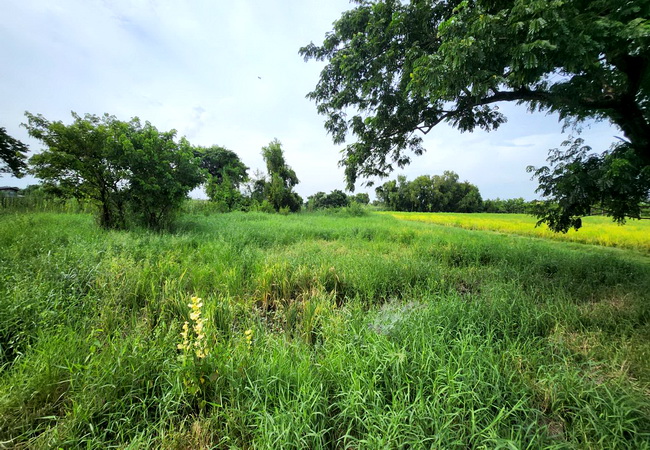 ขายที่ดิน ซอยเลียบวารี 75 ถนนสุวินทวงศ์ แขวงโคกแฝด เขตหนองจอก กรุงเทพมหานคร