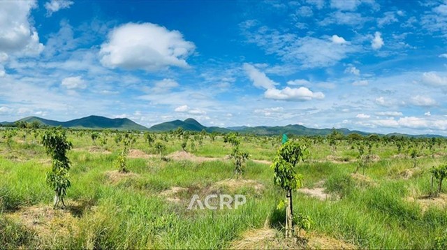 ขายที่ดิน ตำบลมะเขือแจ้ เมืองลำพูน ขนาดที่ดิน 15 ไร่