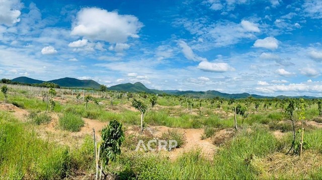 ขายที่ดิน ตำบลมะเขือแจ้ เมืองลำพูน ขนาดที่ดิน 15 ไร่