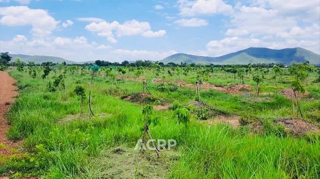 ขายที่ดิน ตำบลมะเขือแจ้ เมืองลำพูน ขนาดที่ดิน 15 ไร่