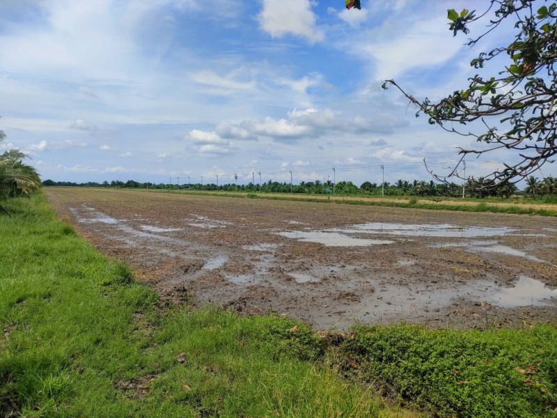 ขายที่ดินเปล่าในถนนร่วมพัฒนา เขตหนองจอก กรุงเทพมหานคร