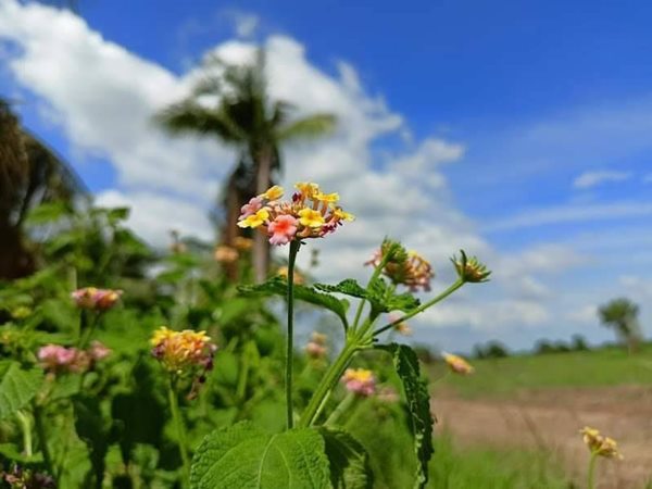 ฟรีดอก ผ่อนยาว ดาวน์น้อย-สาย สะสมที่ดิน ออมที่ดีกว่าออมทอง ที่ดินเงินผ่อน ไม่มีดอกเบี้ย T.062-1574449