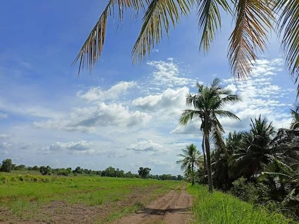 ฟรีดอก ผ่อนยาว ดาวน์น้อย-สาย สะสมที่ดิน ออมที่ดีกว่าออมทอง ที่ดินเงินผ่อน ไม่มีดอกเบี้ย T.062-1574449