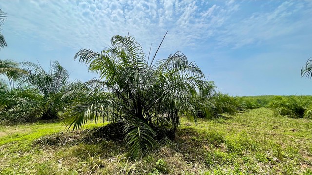 ที่ดิน สวนปาล์ม ปลวกแดง ระยอง ราคาถูก ให้ผลผลิตทันที 20 ไร่