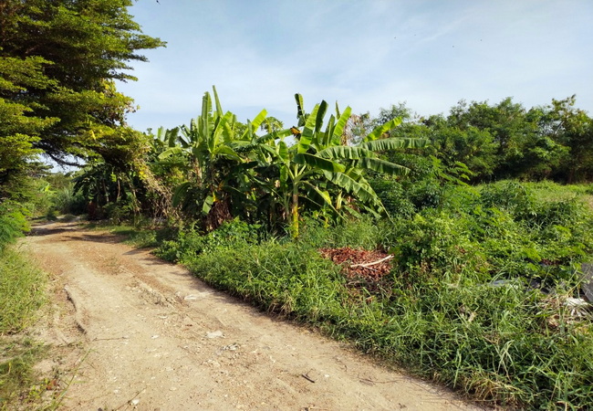 ขายที่ดิน ซอยศาลาธรรมสพน์ 33 ถนนบรมราชชนนี เขตทวีวัฒนา กรุงเทพมหานคร