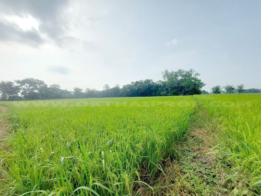 ที่ดิน ถ.สระบุรี – อยุธยา อ.หนองแซง จ.สระบุรี